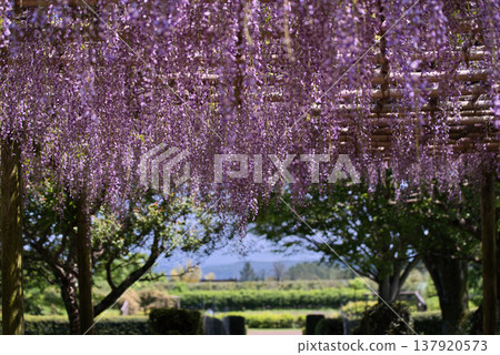  Wisteria flowers 137920573