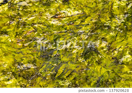 nori leaves closeup, food background nori leaves closeup, food background 137920628