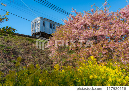 靜岡縣河津町的河津櫻花、油菜花與鐵路:一幅日本風景畫 靜岡縣河津町的河津櫻花、油菜花與鐵路:一幅日本風景畫 137920656