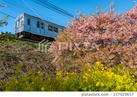 靜岡縣河津町的河津櫻花、油菜花與鐵路:一幅日本風景畫 靜岡縣河津町的河津櫻花、油菜花與鐵路:一幅日本風景畫 137920657