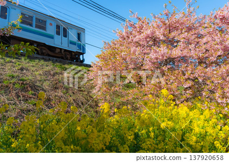 靜岡縣河津町的河津櫻花、油菜花與鐵路：一幅日本風景畫 137920658