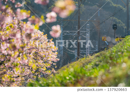 靜岡縣河津町的河津櫻花、油菜花與鐵軌：典型的日本風景。 137920663