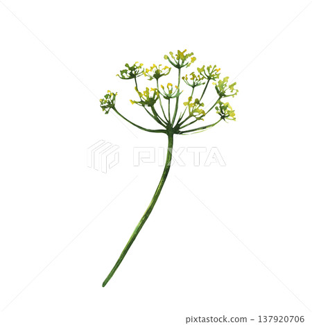 Twig of dill or fennel plant with green stem, flowers and seeds. Garden, kitchen fresh fragrant seasoning.Watercolor hand painted illustration for medical or culinary uses on isolated white background 137920706