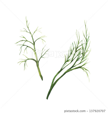 Watercolor dill herbs branches, green fragrant spice. Hand painting of bunch of garden, kitchen fresh or dry seasoning Illustration for for cooking, ingredient for receipt on Isolated white background 137920707