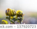 Bud of Fukuge 137920723
