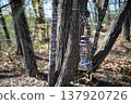 Trees and lanterns 137920726