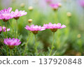 Pink marguerite 137920848