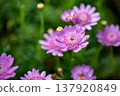 Pink marguerite 137920849