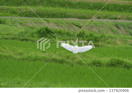 A white egret descending into a rice field A white egret descending into a rice field 137920906