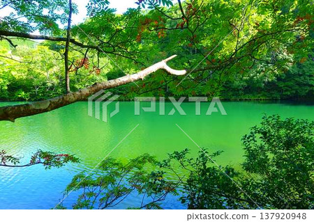 多科沼澤藏王鮮綠 137920948