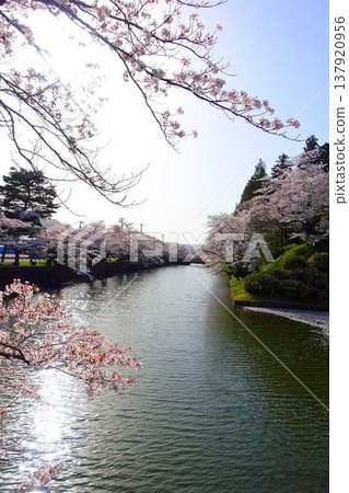 Cherry blossoms in full bloom, Hanaikada, Matsugasaki Park, Sakura, Yoshino cherry blossoms Cherry blossoms in full bloom, Hanaikada, Matsugasaki Park, Sakura, Yoshino cherry blossoms 137920956
