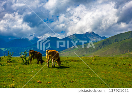 Two cows grazing on grass in mountainous landscape during daytime 137921021