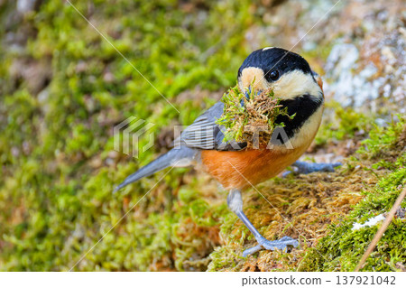A Varied Tit carrying moss for nesting material in its beak. A Varied Tit carrying moss for nesting material in its beak. 137921042