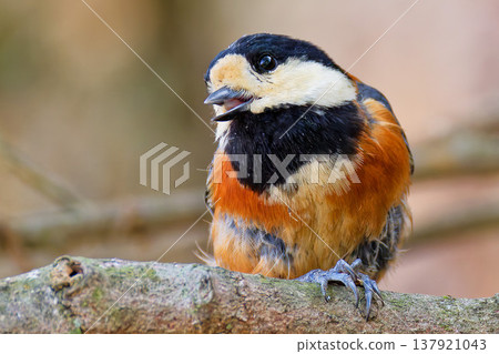 A close-up of a Varied Tit eating. 137921043