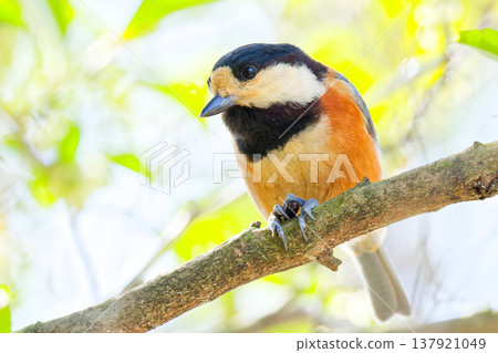 A Varied Tit grasps nuts and branches with its claws. 137921049