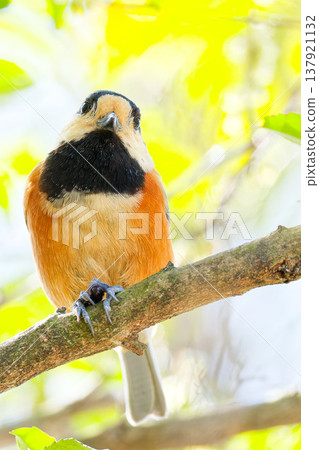 A Varied Tit eating, vertical orientation. 137921132