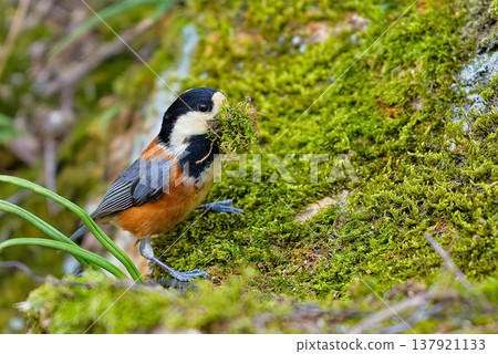 Varied tit using moss as nesting material Varied tit using moss as nesting material 137921133