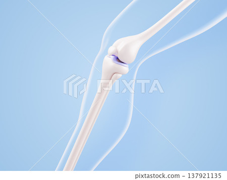 3D knee joint anatomy - transparent leg structure with femur, patella, tibia bones on blue background. Healthy musculoskeletal system of human body for medical education, orthopedic. 3D illustration 3D knee joint anatomy - transparent leg structure with femur, patella, tibia bones on blue background. Healthy musculoskeletal system of human body for medical education, orthopedic. 3D illustration 137921135
