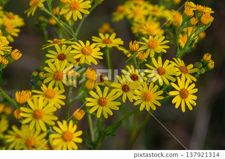 Wild plant Jacobaea vulgaris in the forest meadow. Known as ragwort, stinking Willie or tansy ragwort. Yellow delicate flower on a green background Wild plant Jacobaea vulgaris in the forest meadow. Known as ragwort, stinking Willie or tansy ragwort. Yellow delicate flower on a green background 137921314