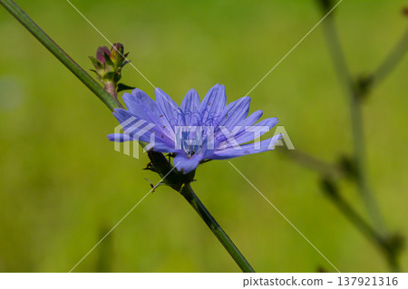 Beautiful chicory flowers grow on stems in the wild. Field of wild herbal plants. Green blurred natural background Beautiful chicory flowers grow on stems in the wild. Field of wild herbal plants. Green blurred natural background 137921316