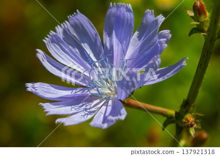 Beautiful chicory flowers grow on stems in the wild. Field of wild herbal plants. Green blurred natural background Beautiful chicory flowers grow on stems in the wild. Field of wild herbal plants. Green blurred natural background 137921318