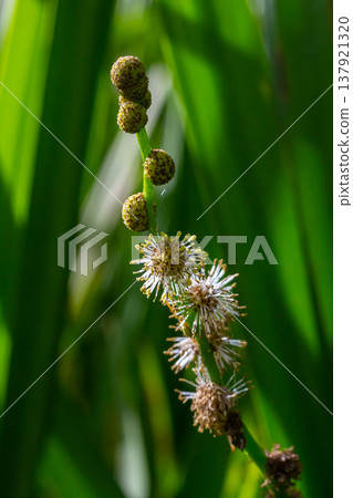 Branched hedgehog Sparganium erectum - flowering plant in the garden pond of a natural garden Branched hedgehog Sparganium erectum - flowering plant in the garden pond of a natural garden 137921320