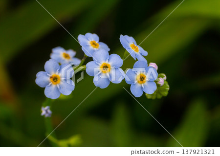 Water forget-me-not Myosotis scorpioides Myosotis palustris Myosotis flower tender flowers blossoming in spring time natural floral background Water forget-me-not Myosotis scorpioides Myosotis palustris Myosotis flower tender flowers blossoming in spring time natural floral background 137921321