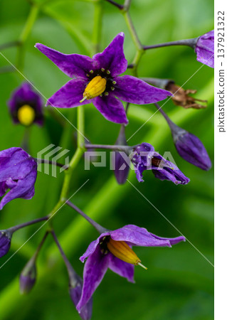 Bittersweet nightshade Solanum dulcamara flowers and buds with leaves. Place for text Bittersweet nightshade Solanum dulcamara flowers and buds with leaves. Place for text 137921322