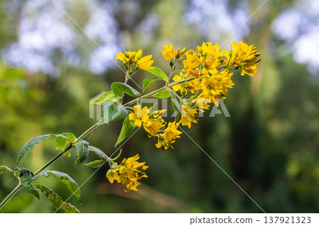 Lysimachia vulgaris flower, the garden loosestrife, yellow loosestrife, or garden yellow loosestrife, blooming in summer Lysimachia vulgaris flower, the garden loosestrife, yellow loosestrife, or garden yellow loosestrife, blooming in summer 137921323