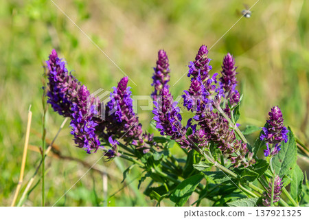 Salvia nemorosa, forest sage, beautiful bright color, violet blue flowers in bloom, muscadine flowering ornamental plants in the garden Salvia nemorosa, forest sage, beautiful bright color, violet blue flowers in bloom, muscadine flowering ornamental plants in the garden 137921325