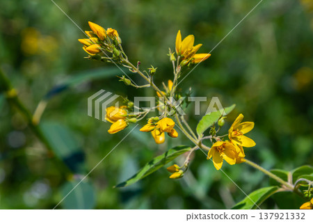 Lysimachia vulgaris flower, the garden loosestrife, yellow loosestrife, or garden yellow loosestrife, blooming in summer. Beautiful yellow floral background Lysimachia vulgaris flower, the garden loosestrife, yellow loosestrife, or garden yellow loosestrife, blooming in summer. Beautiful yellow floral background 137921332