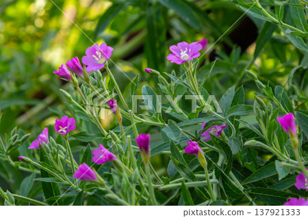willow-herb epilobium hirsutum during flowering. Medicinal plant with red flowers 137921333
