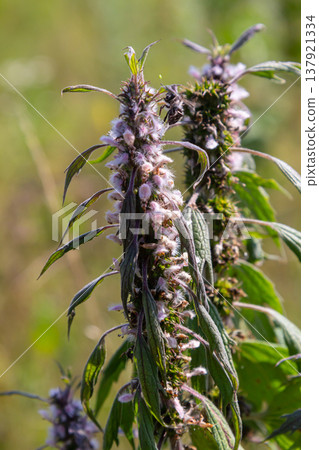 Leonurus cardiaca, known as motherwort. Other common names include throw-wort, lion's ear, and lion's tail. Medicinal plant. Grows in nature 137921334