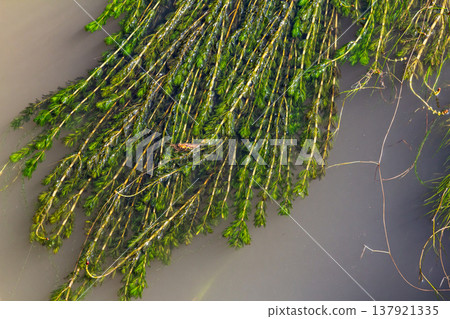 Ceratophyllum demersum aquatic plant in a stream Ceratophyllum demersum aquatic plant in a stream 137921335