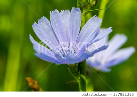 Beautiful chicory flowers grow on stems in the wild. Field of wild herbal plants. Green blurred natural background 137921336