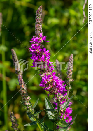 Purple loosestrife Lythrum salicaria inflorescence. Flower spike of plant in the family Lythraceae, associated with wet habitats Purple loosestrife Lythrum salicaria inflorescence. Flower spike of plant in the family Lythraceae, associated with wet habitats 137921339