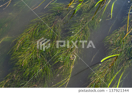 Water plants in the river - Pondweed - Potamogeton natans Water plants in the river - Pondweed - Potamogeton natans 137921344