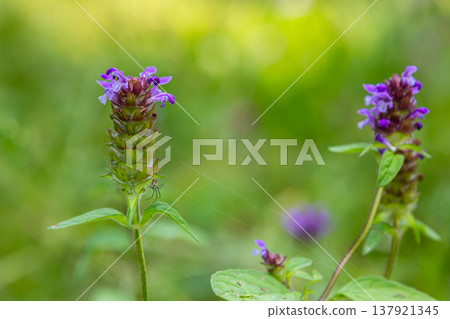 Prunella Vulgaris makro single natural flower, medicinal herbs nature background 137921345