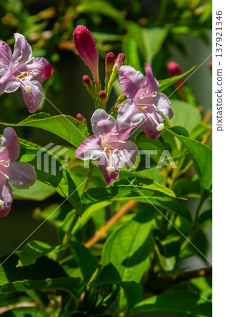 Weigela Bristol Ruby red flowers - Latin name - Weigela florida Bristol Ruby 137921346