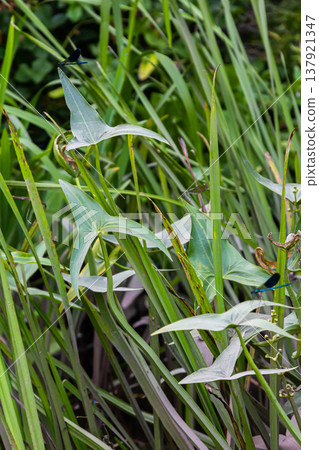 The wild aquatic plant Sagittaria sagittifolia grows in slow-flowing water The wild aquatic plant Sagittaria sagittifolia grows in slow-flowing water 137921347