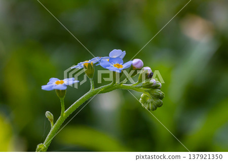 Water forget-me-not Myosotis scorpioides Myosotis palustris Myosotis flower tender flowers blossoming in spring time natural floral background Water forget-me-not Myosotis scorpioides Myosotis palustris Myosotis flower tender flowers blossoming in spring time natural floral background 137921350
