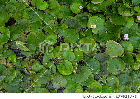 Hydrocharis morsus-ranae, frogbit, is a flowering plant belonging to the genus Hydrocharis in the family Hydrocharitaceae. It is a small floating plant resembling a small water lily Hydrocharis morsus-ranae, frogbit, is a flowering plant belonging to the genus Hydrocharis in the family Hydrocharitaceae. It is a small floating plant resembling a small water lily 137921351