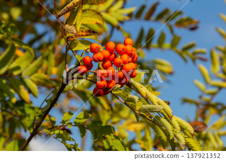 A bunch of red rowan berries on a tree A bunch of red rowan berries on a tree 137921352
