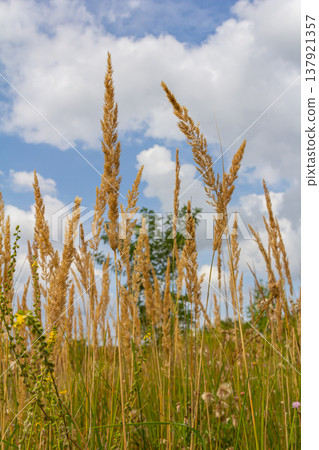 Inflorescence of wood small-reed Calamagrostis epigejos on a meadow 137921357