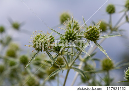 In the wild grows a thistle Eryngium Campestre, known as field eryngo. It is a species of Eryngium, which is used medicinally 137921362