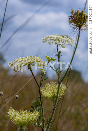 Daucus carota known as wild carrot blooming plant 137921364