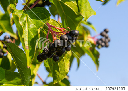 Cornus sanguinea is a perennial plant of the sod family. A tall shrub with small flowers and black inedible berries. Turf-well is grown as an ornamental plant 137921365