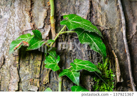 Fresh bright green leaves of ivy Hedera helix on grey-brown tree bark Fresh bright green leaves of ivy Hedera helix on grey-brown tree bark 137921367