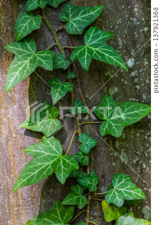 Fresh bright green leaves of ivy Hedera helix on grey-brown tree bark 137921368