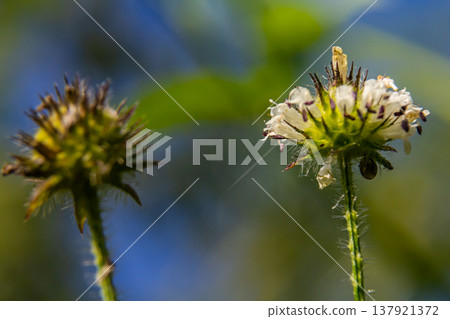 Dipsacus pilosus, Small Teasel. Wild plant shot in summer 137921372
